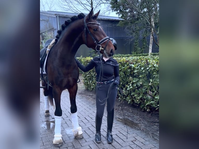 Hanoverian Stallion 3 years 16 hh Brown in Reeßum