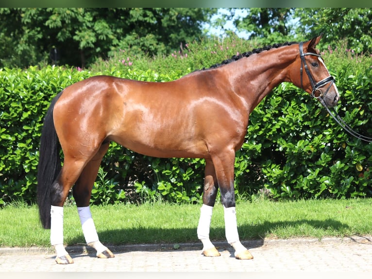 Hanoverian Stallion 3 years 16 hh Brown in Selsingen