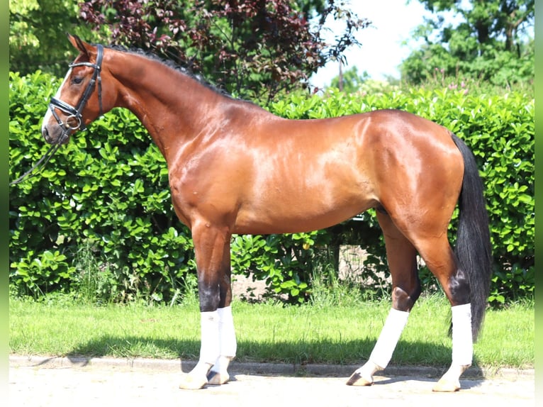 Hanoverian Stallion 3 years 16 hh Brown in Selsingen