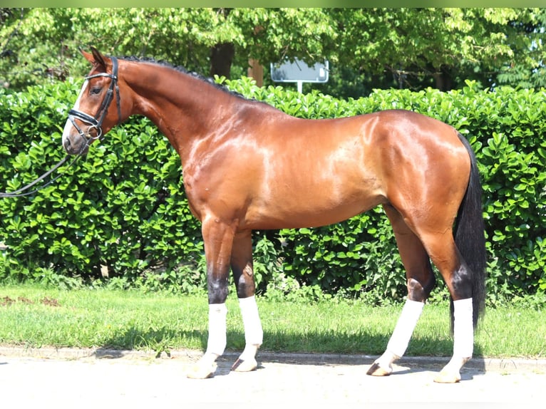 Hanoverian Stallion 3 years 16 hh Brown in Selsingen