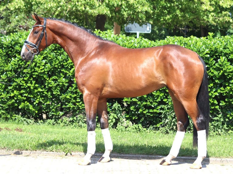Hanoverian Stallion 3 years 16 hh Brown in Selsingen