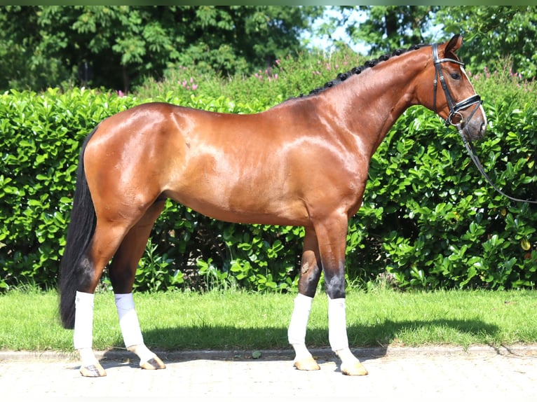 Hanoverian Stallion 3 years 16 hh Brown in Selsingen