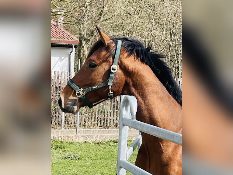Hanoverian Stallion 3 years 16 hh Brown in Hetschburg