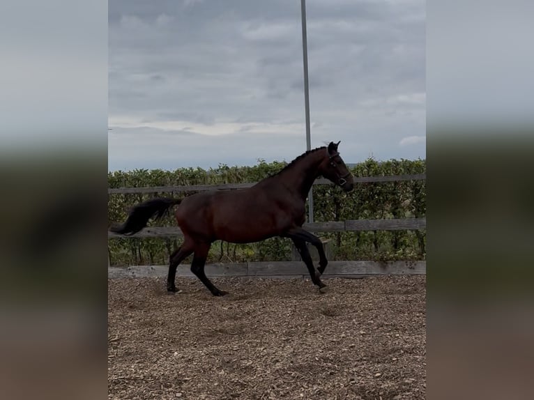 Hanoverian Stallion 3 years 16 hh Brown in Rheinbach