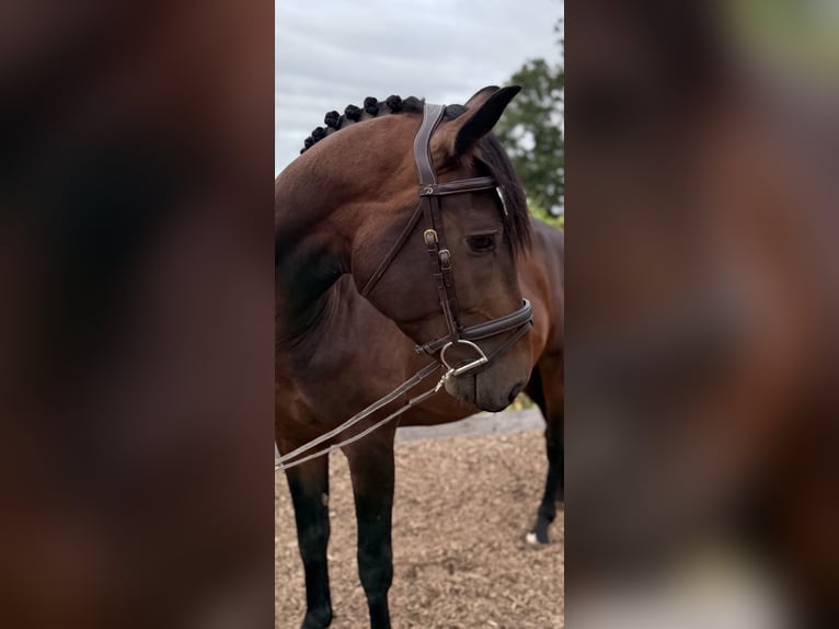 Hanoverian Stallion 3 years 16 hh Brown in Rheinbach