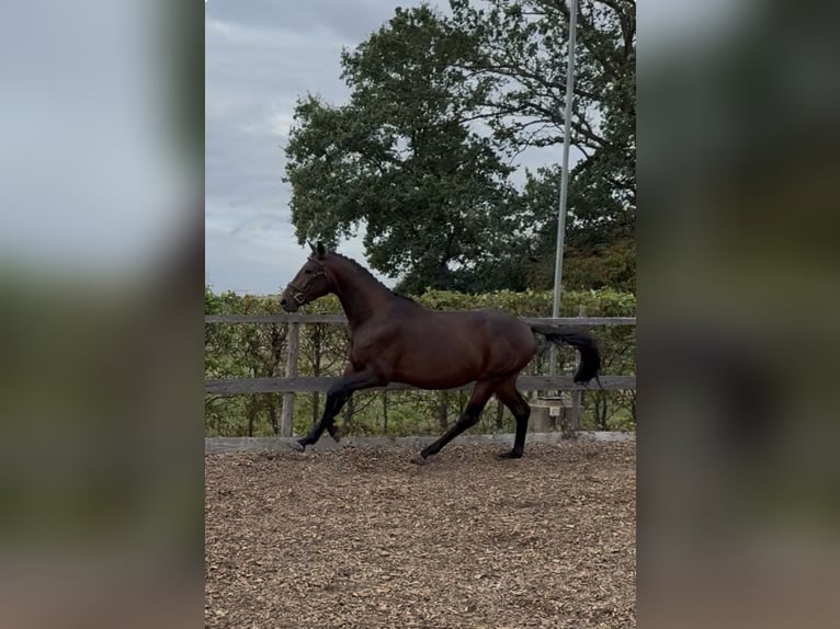 Hanoverian Stallion 3 years 16 hh Brown in Rheinbach