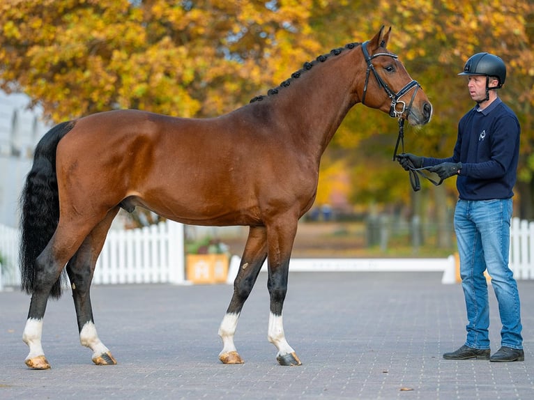 Hanoverian Stallion 3 years 16 hh Brown in Redefin