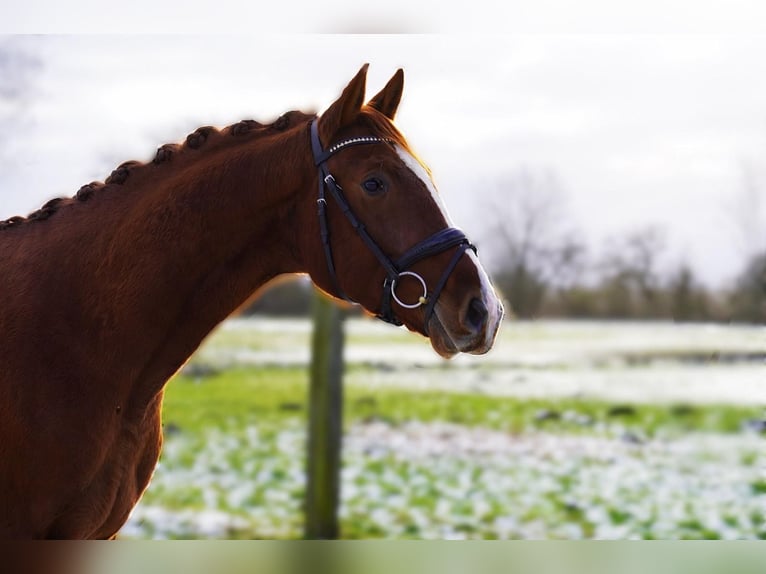 Hanoverian Stallion 3 years 16 hh Chestnut-Red in Nauen
