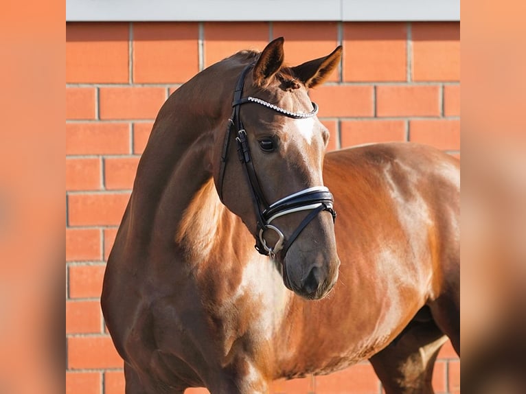Hanoverian Stallion 3 years 16 hh Chestnut-Red in Verden