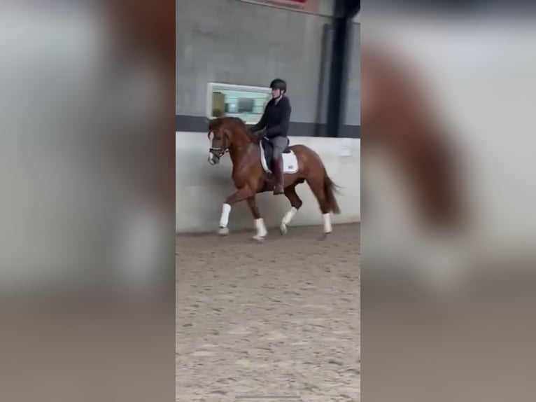 Hanoverian Stallion 3 years 16 hh Chestnut-Red in Wetter (Ruhr)