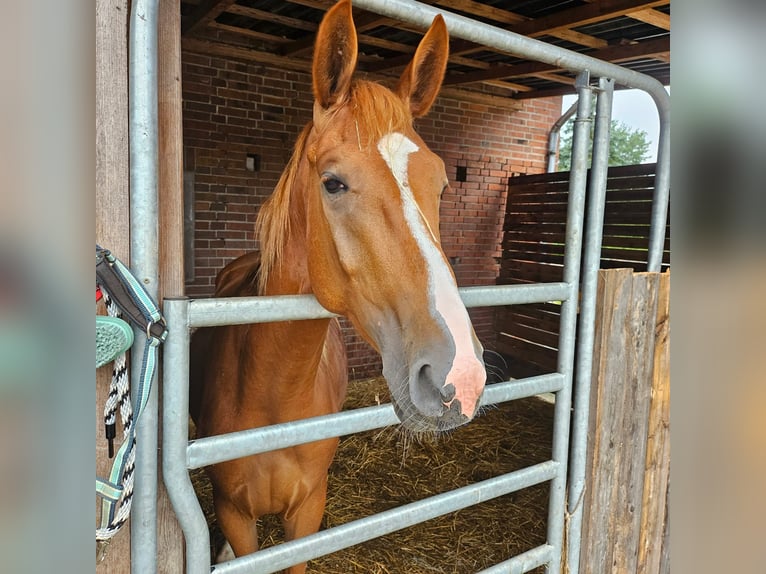Hanoverian Stallion 3 years 16 hh Chestnut-Red in Wittingen
