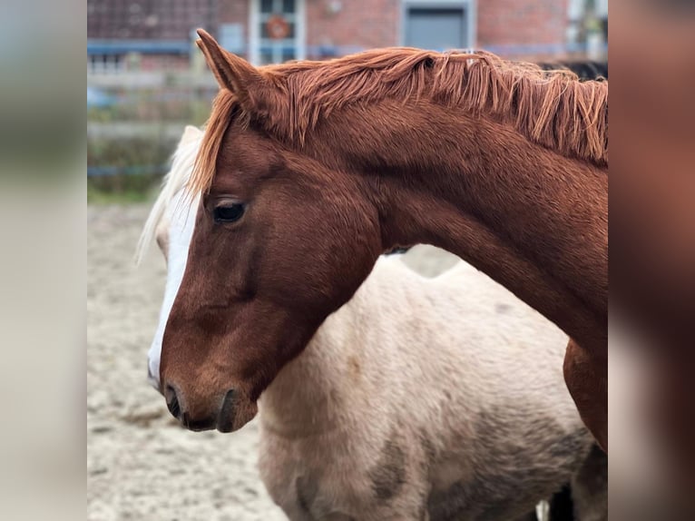 Hanoverian Stallion 3 years 16 hh Chestnut-Red in Aurich