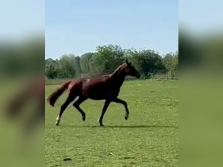 Hanoverian Stallion 3 years 16 hh Chestnut-Red in Aurich