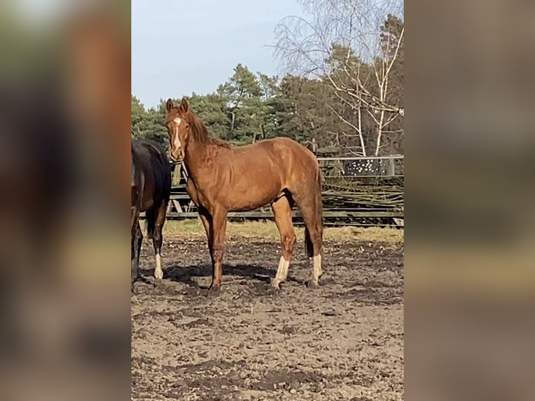 Hanoverian Stallion 3 years 16 hh Chestnut-Red in Nienburg (Weser)