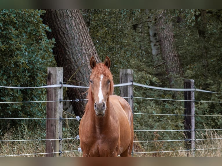 Hanoverian Stallion 3 years 16 hh Chestnut-Red in Nienburg (Weser)