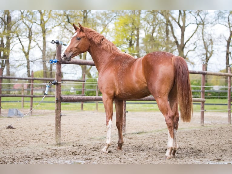 Hanoverian Stallion 3 years 16 hh Chestnut-Red in Geestland