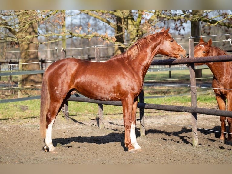 Hanoverian Stallion 3 years 16 hh Chestnut-Red in Geestland