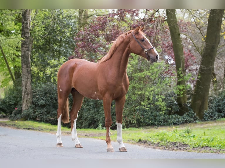 Hanoverian Stallion 3 years 16 hh Chestnut-Red in Geestland