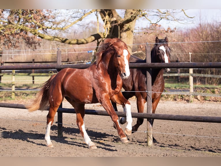 Hanoverian Stallion 3 years 16 hh Chestnut-Red in Geestland