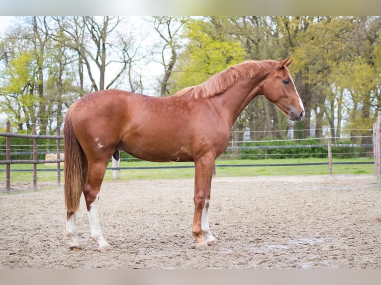 Hanoverian Stallion 3 years 16 hh Chestnut-Red in Geestland