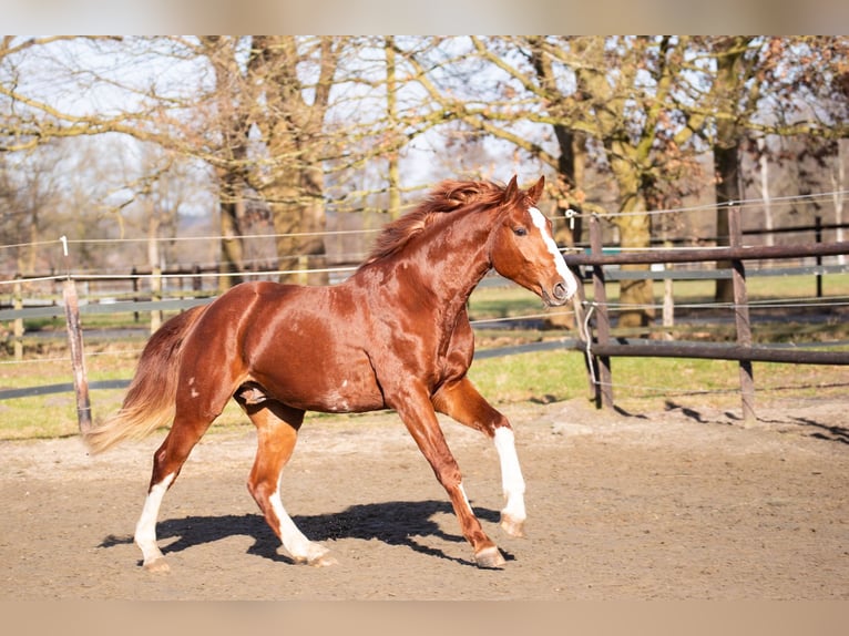 Hanoverian Stallion 3 years 16 hh Chestnut-Red in Geestland