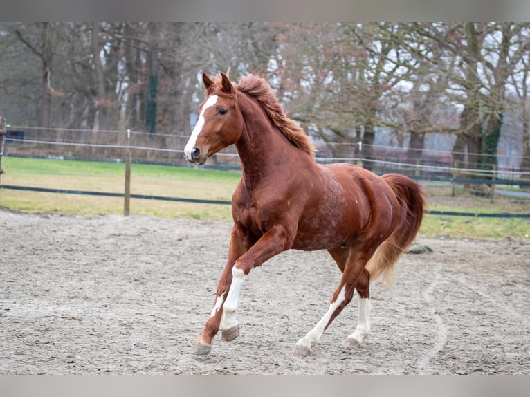 Hanoverian Stallion 3 years 16 hh Chestnut-Red in Geestland