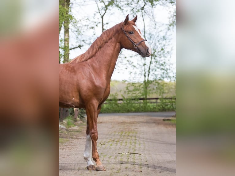 Hanoverian Stallion 3 years 16 hh Chestnut-Red in Geestland