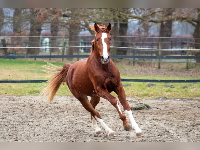 Hanoverian Stallion 3 years 16 hh Chestnut-Red in Geestland