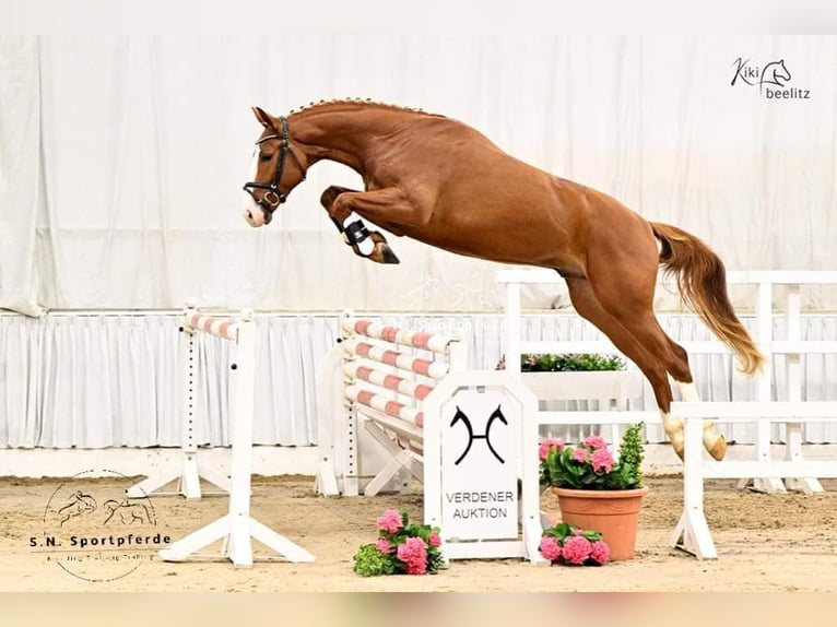 Hanoverian Stallion 3 years 16 hh Chestnut-Red in Regesbostel