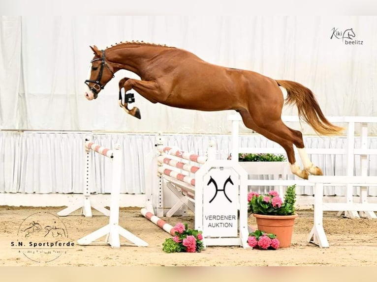 Hanoverian Stallion 3 years 16 hh Chestnut-Red in Regesbostel