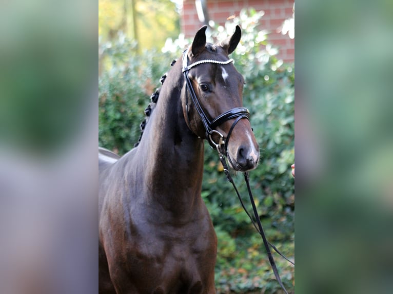 Hanoverian Stallion 3 years 16 hh Smoky-Black in Kutenholz