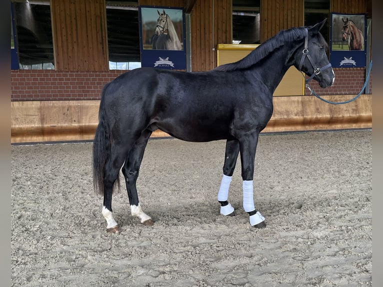 Hanoverian Stallion 3 years 16 hh Smoky-Black in Hünxe