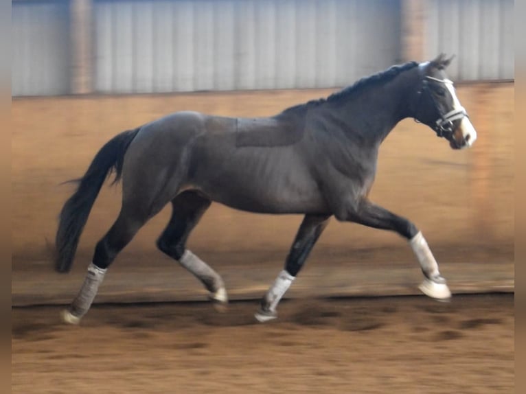 Hanoverian Stallion 3 years 16,1 hh Bay-Dark in Fredenbeck