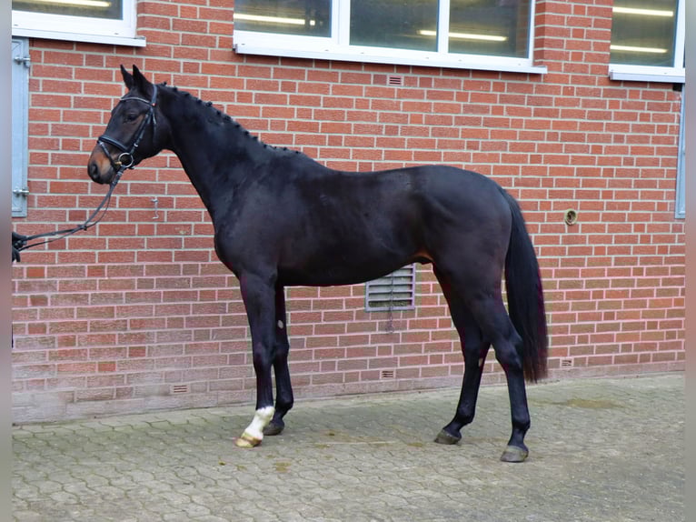 Hanoverian Stallion 3 years 16,1 hh Bay-Dark in Celle