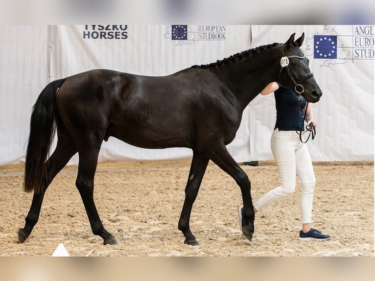 Hanoverian Stallion 3 years 16,1 hh Black in Chwarstnica