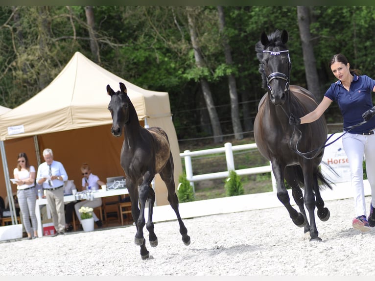 Hanoverian Stallion 3 years 16,1 hh Black in Chwarstnica