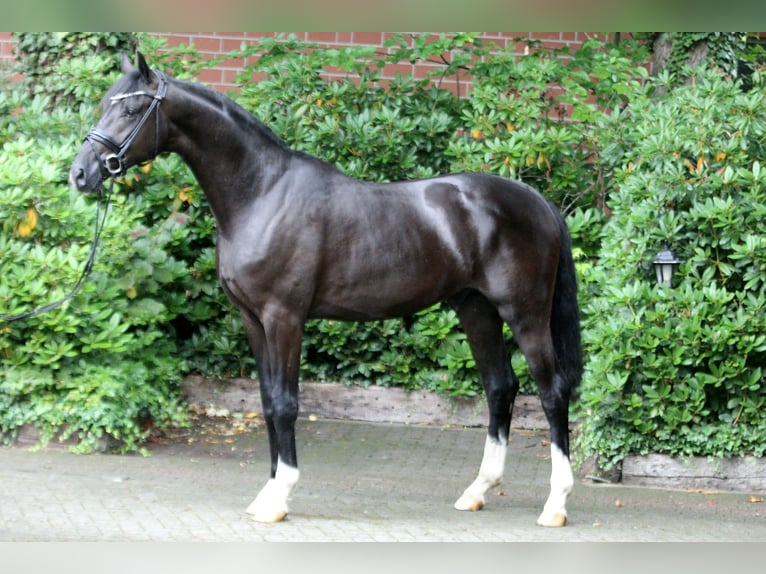 Hanoverian Stallion 3 years 16,1 hh Black in Kutenholz
