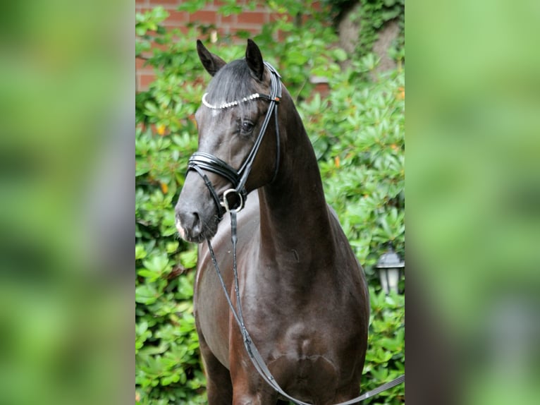 Hanoverian Stallion 3 years 16,1 hh Black in Kutenholz