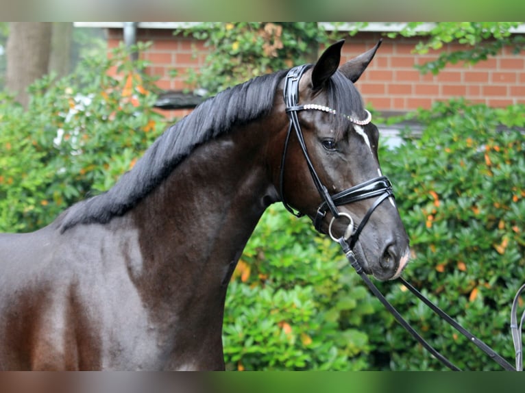 Hanoverian Stallion 3 years 16,1 hh Black in Kutenholz