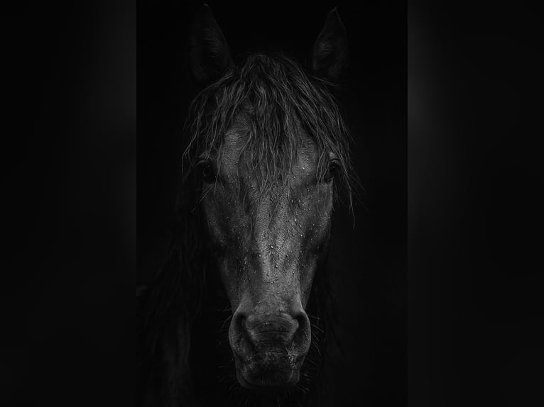 Hanoverian Stallion 3 years 16,1 hh Black in Heilbronn