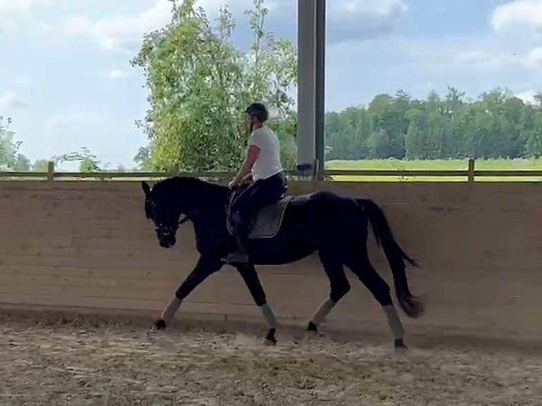 Hanoverian Stallion 3 years 16,1 hh Black in Heilbronn