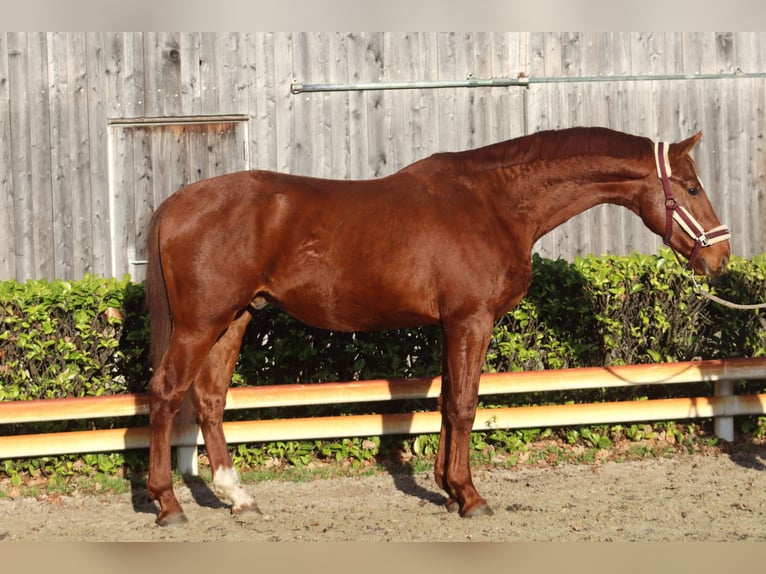 Hanoverian Stallion 3 years 16,1 hh Chestnut-Red in Reeßum