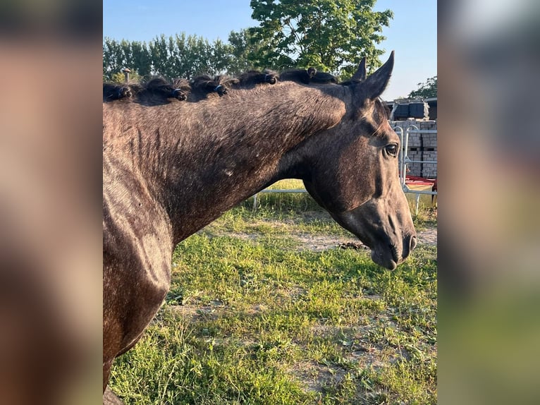 Hanoverian Stallion 3 years 16,1 hh Gray-Dapple in Gro&#xDF;heide Berumerfehn