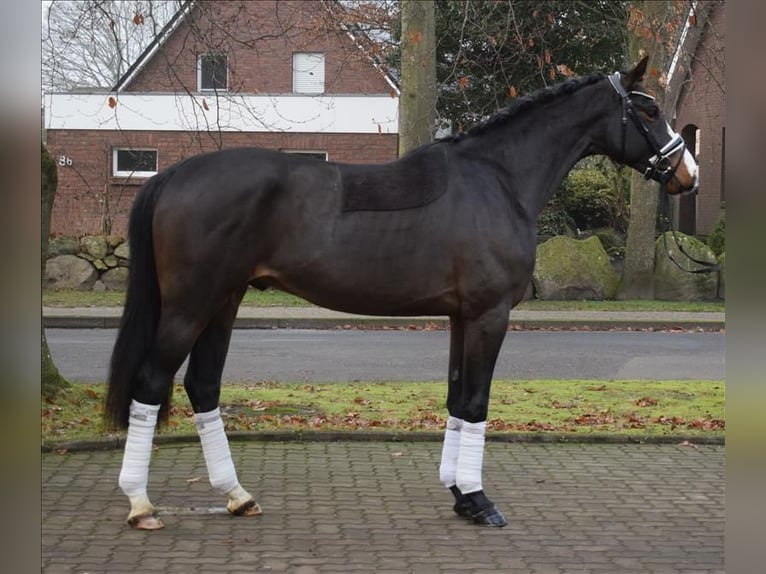 Hanoverian Stallion 3 years 16,1 hh Smoky-Black in Fredenbeck