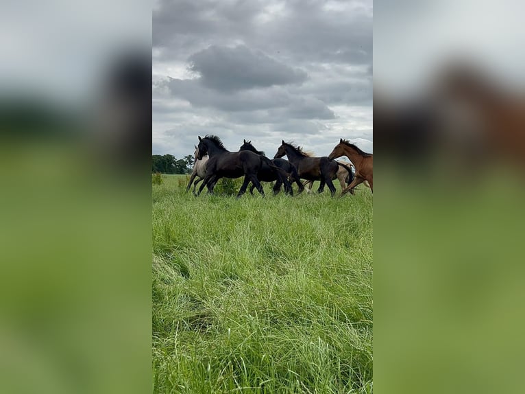 Hanoverian Stallion 3 years 16,1 hh Smoky-Black in Großheide