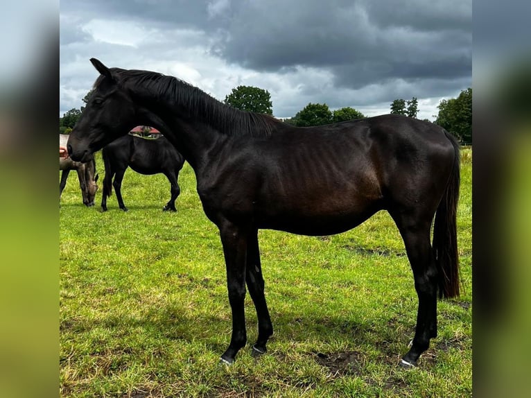 Hanoverian Stallion 3 years 16,1 hh Smoky-Black in Großheide