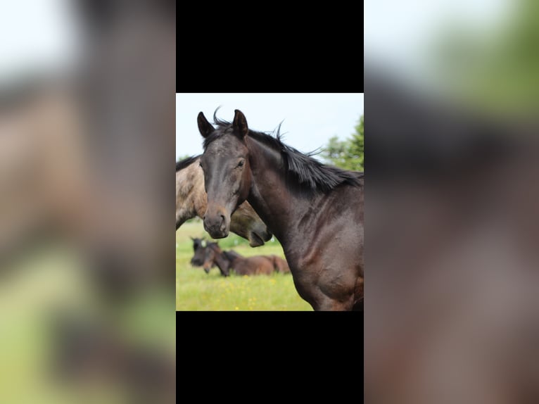 Hanoverian Stallion 3 years 16,1 hh Smoky-Black in Großheide