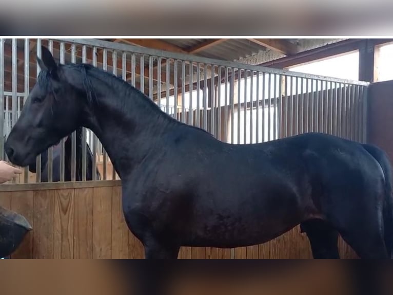 Hanoverian Stallion 3 years 16,2 hh Black in Gro&#xDF;heide Berumerfehn