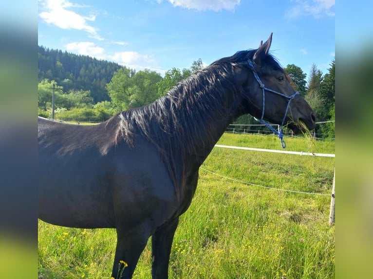 Hanoverian Stallion 3 years 16,2 hh Black in Gro&#xDF;heide Berumerfehn
