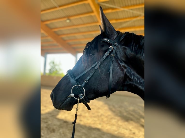 Hanoverian Stallion 3 years 16,2 hh Black in Gro&#xDF;heide Berumerfehn